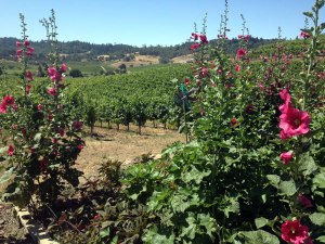 J. Rickards Winery planned use of flowers, grasses, bird boxes and rainwater collection all add to the Jim's phrase whenever a visitor arrives at the tasting room: "Welcome to my house."