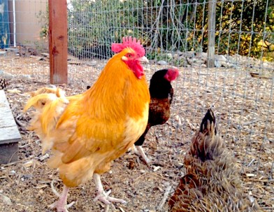 red-rooster