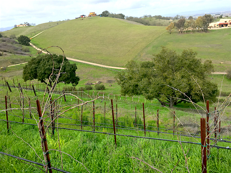 terrizzivineyardnorth800